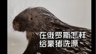 在俄罗斯怎样给豪猪洗澡