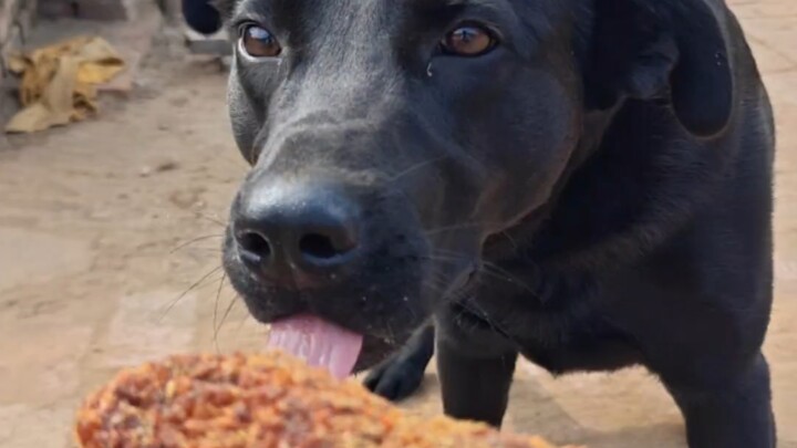 หมาจริงๆ