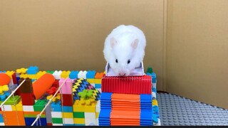 ภารกิจของหนูแฮมสเตอร์ EP 385