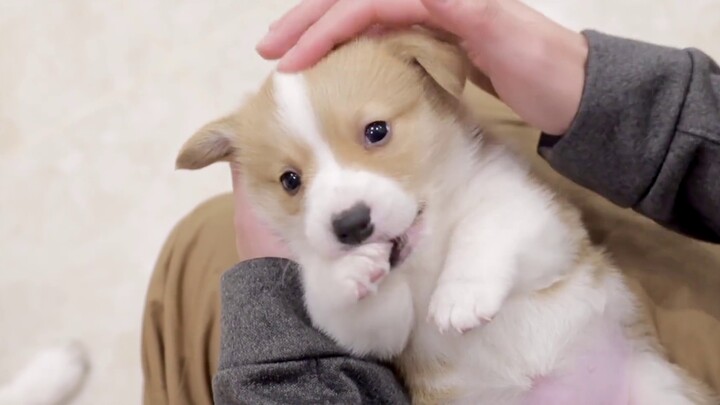 ลูกน้อยวัยหนึ่งเดือนชื่อนิวจิ กัด เตะ และแทะที่ตักอึ เขาดุร้ายและน่ากลัวมาก!