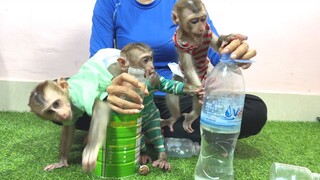 Very serious they are when seeing milk, the three monkeys