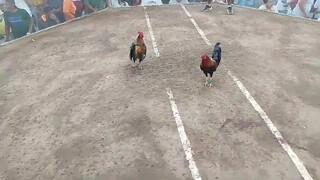 sante gameyard hacked fight win