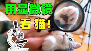 一只放大400倍的猫爪你见过没？把猫爪放在显微镜下观察