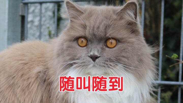 We fitted a cat with a GPS and discovered that it comes home as soon as its owner calls.