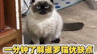 Understand the Pros and Cons of Siamese Cats in One Minute