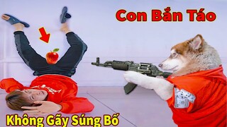 Thú Cưng TV | Ngáo Husky Troll Bố Dương KC #48 | chó thông minh vui nhộn | funny cute smart dog Pets