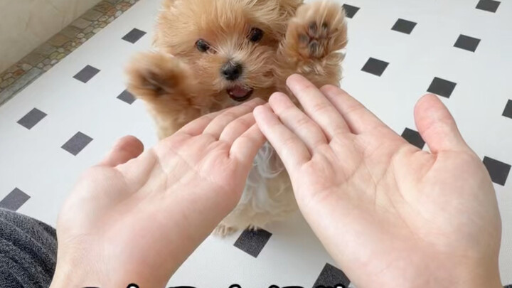 A 3-month-old puppy learned to cuddle and shake hands in just one meal…