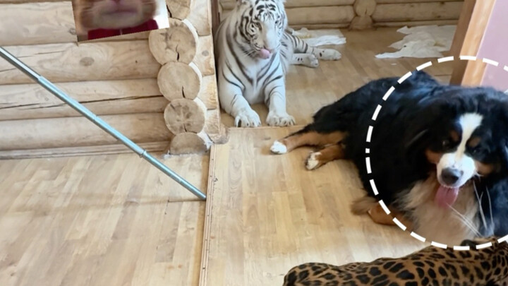 🐆: Tough to handle? Then just don’t.