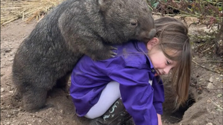 袋熊和小金毛玩耍
