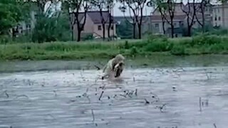 ลาบราดอร์ชอบหอบอาหารทะเลกลับบ้าน เจ้าของบอกว่าไม่รู้จะร้องไห้หรือหัวเราะดี