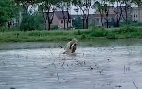 拉布拉多热衷于往家带海鲜，主人：不知道该哭还是笑