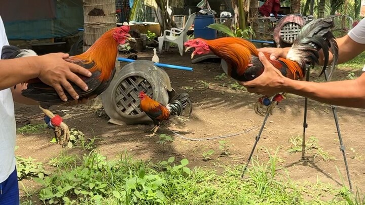 Sparr ng ating warriors 🐓