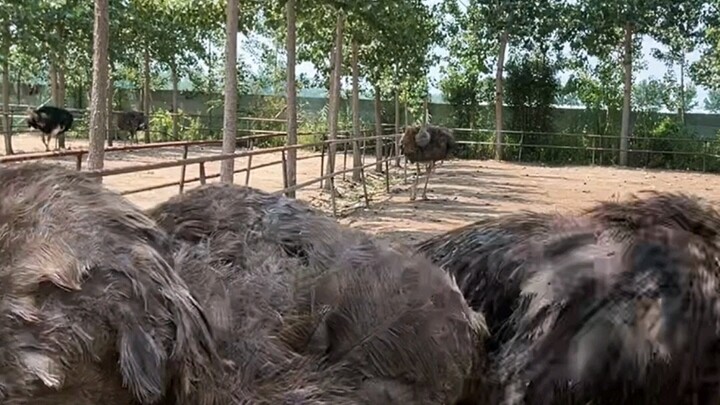Yêu Hận Tình Thù của Giám đốc nhà máy và chú đà điểu! Cảm ơn mọi người đã yêu mến suốt bao nhiêu năm