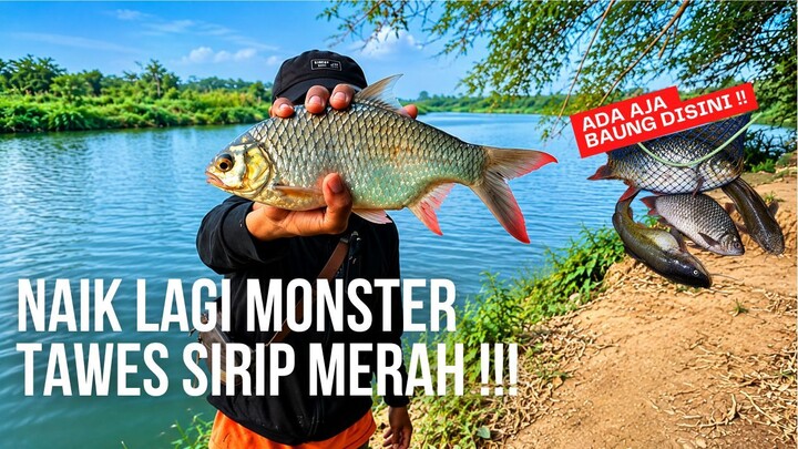 TAWES MONSTER BERHASIL NAIK ! mancing teknik kumbul umpan magot di sungai progo