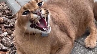 Why would anyone dare to keep such a fierce cat?