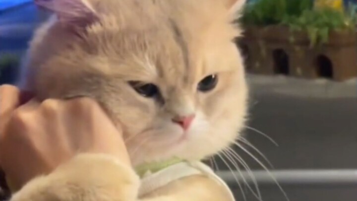 Em bé thực sự rất yêu anh