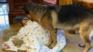 German Shepherd: Tidak Ada Anjing Lain di Rumah!