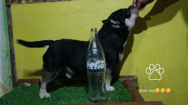 #cerberus#microbully#dogs