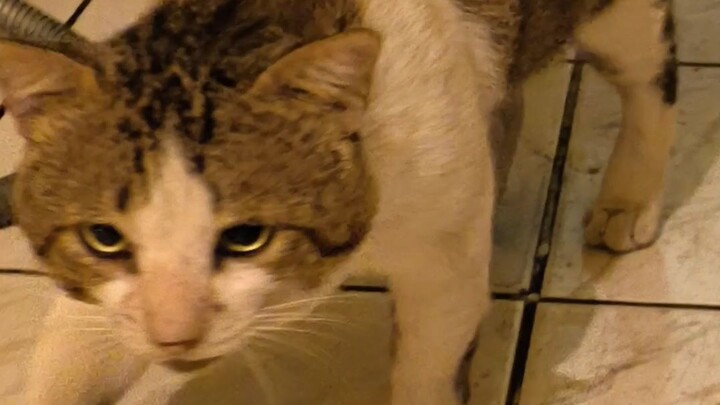 Pertemuan pertama dengan Si Bagong. Kucing Warnet