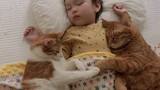 Thú cưng đáng yêu|Bé mèo lông cam ngủ cùng chủ nhân nhỏ