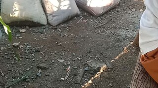 Futa pre malapit na mag bunga to