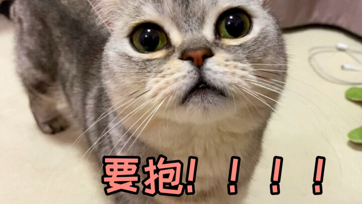 Seberapa gigih sih kucing ini? Terus-menerus melompat ke pelukan orang—gemes banget!