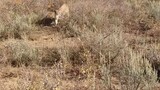 Mountain Lion stalks elk hunter in Idaho. Saved by Glock27 warning s