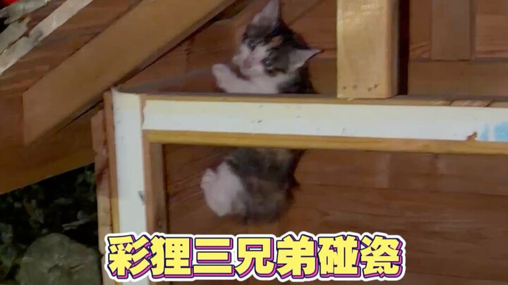 The three milk-cow brothers who bumped into me on the balcony last time still haven’t been adopted—h