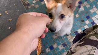 Corgi kecil yang ditinggalkan di kolam, bisakah kamu pulang bersamaku?