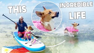 This Island Life is INCREDIBLE! Paddle Boarding with our ASPIN Poppy Love