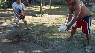 Tornado Hatch Vs BMJ White