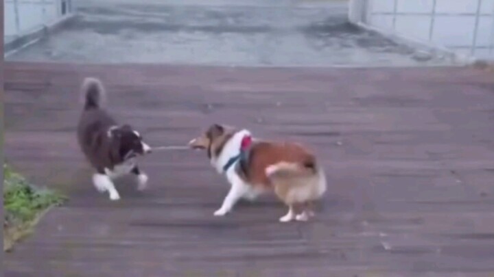 Can puppies who don’t speak the same language still play together?