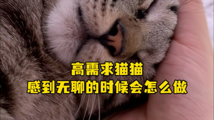 Mèo có nhu cầu cao sẽ làm gì khi cảm thấy buồn chán?