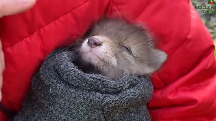 救援在野外艰难求存的狐狸宝宝