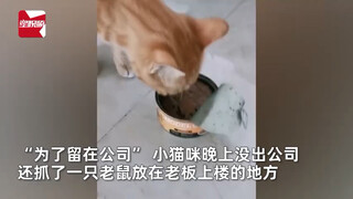 怀孕流浪猫为找工作抓老鼠，还放老板楼梯口