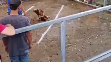 malakas tlaga 8x winner gold