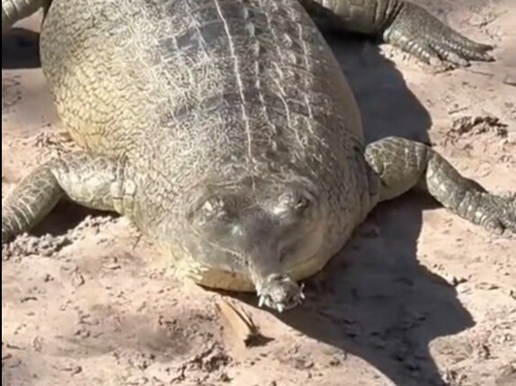 จระเข้คงคา แกเป็นสมาชิกตระกูลจระเข้ที่มีหน้าที่สร้างเสียงหัวเราะใช่ไหม?