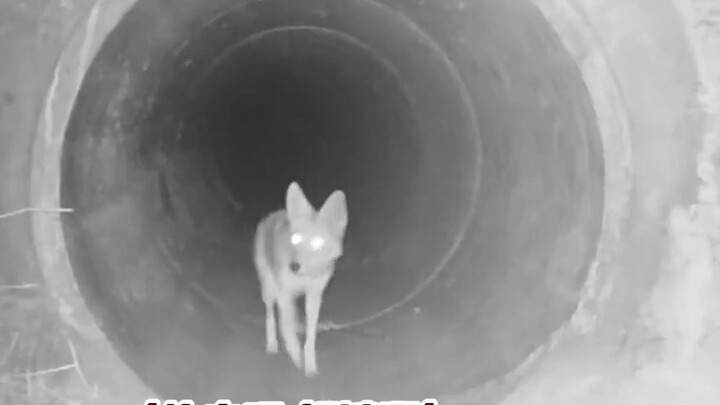 Chubby and thin tall reflected in reality