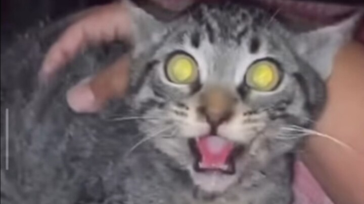 Kucing ini mengalami perubahan menjadi mayat