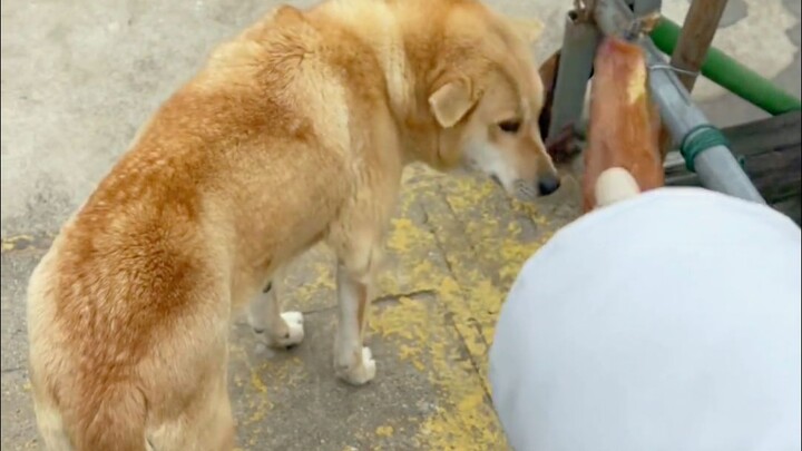 “Khoảnh khắc sợ hãi trong tích tắc của chú cún!”