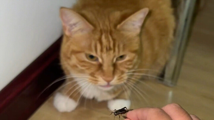 It can tell food apart from pets.