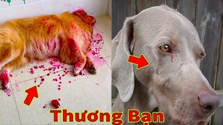 Thú Cưng TV | Gâu Đần và Bà Mẹ #37 | Chó Golden Gâu Đần thông minh vui nhộn | Pets cute smart dog