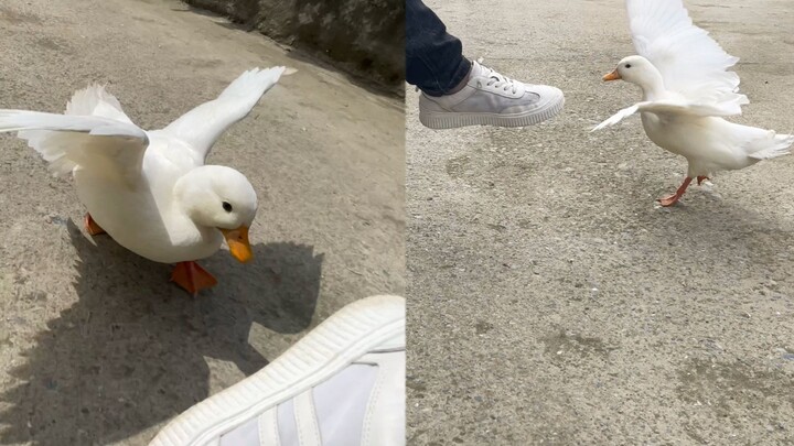 价值上万的鸭子爱上小白鞋，场面爆笑