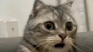 震 惊 猫 猫 一 整 年