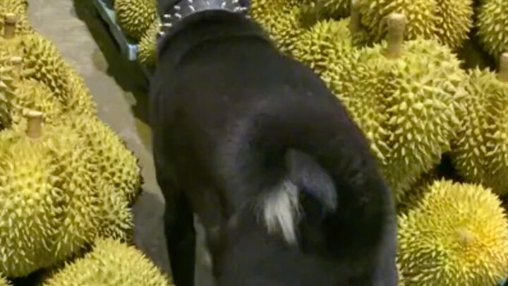 Dog: I went down the wrong alley—almost couldn’t find my way back!!! #dog #everyfamilyhasadumbdog #w