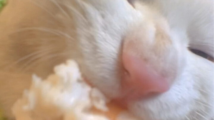 Ah Miao asyik banget makan udang