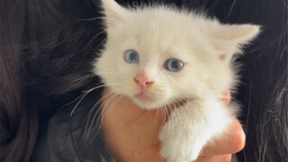 Tawanan Keluarga Kucing Singa