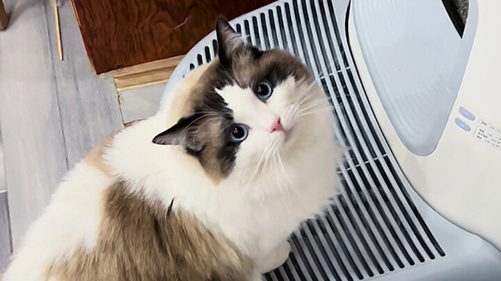 “What If Kittens Could Talk?”