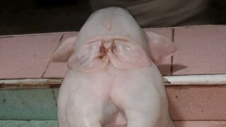 pig that have two body but only one head