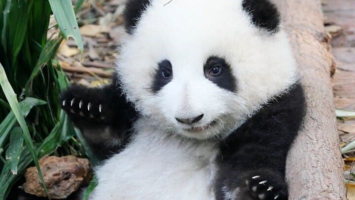 "Panda". All cute moments about Hehua.